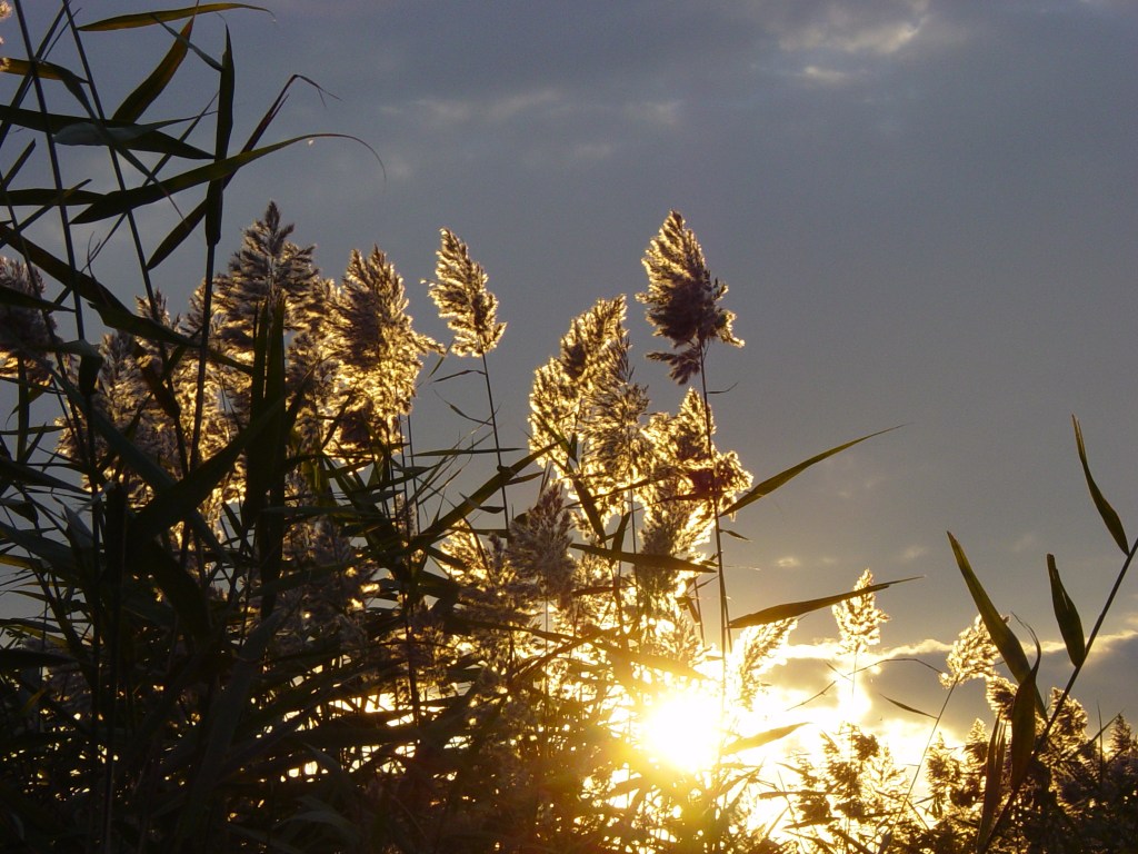 For the Love of&nbsp;Poetry